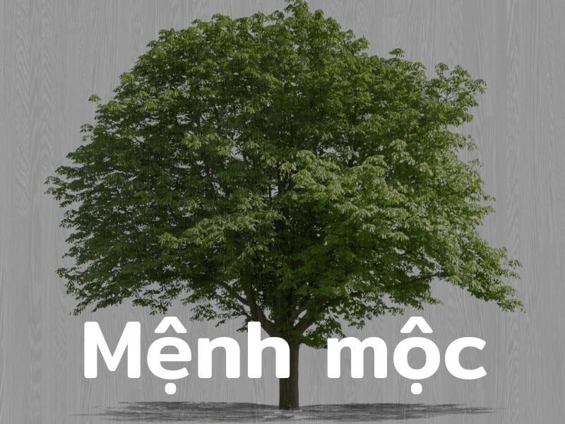 Mệnh mộc đại diện cho sự sinh sôi và phát triển